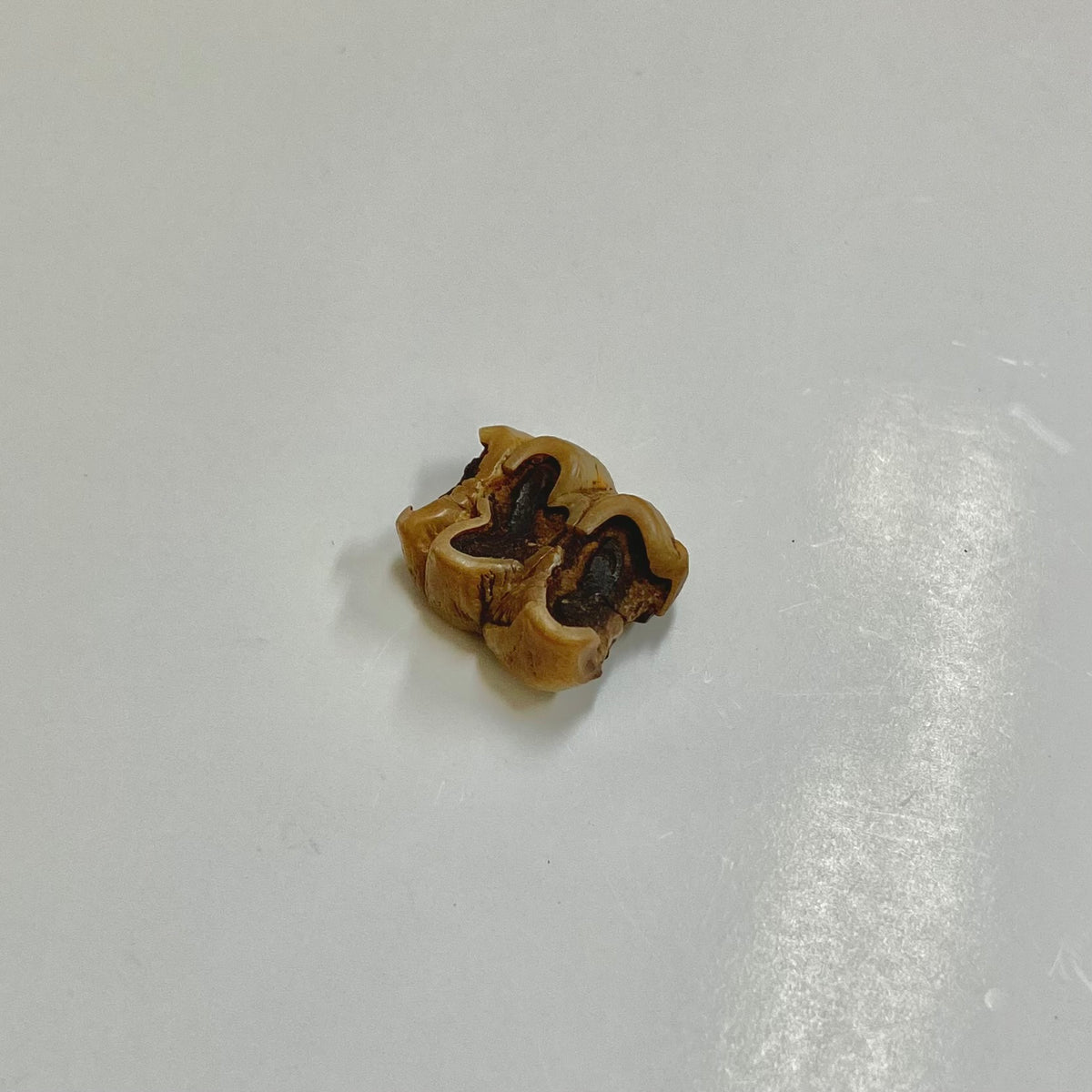 Manatee Tooth