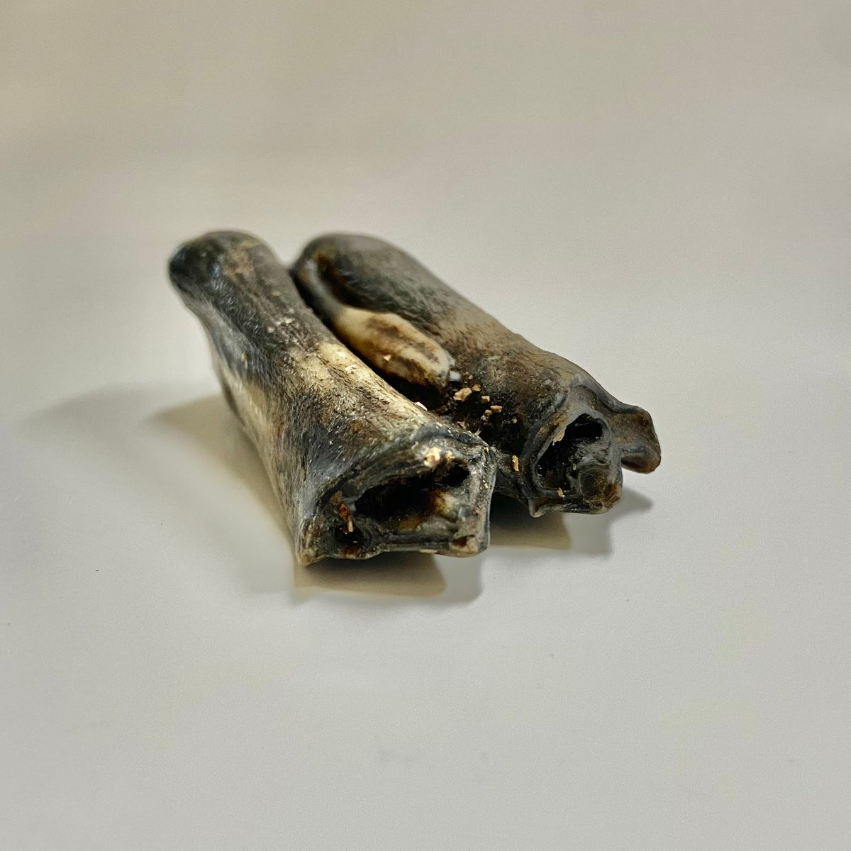 Bison Tooth