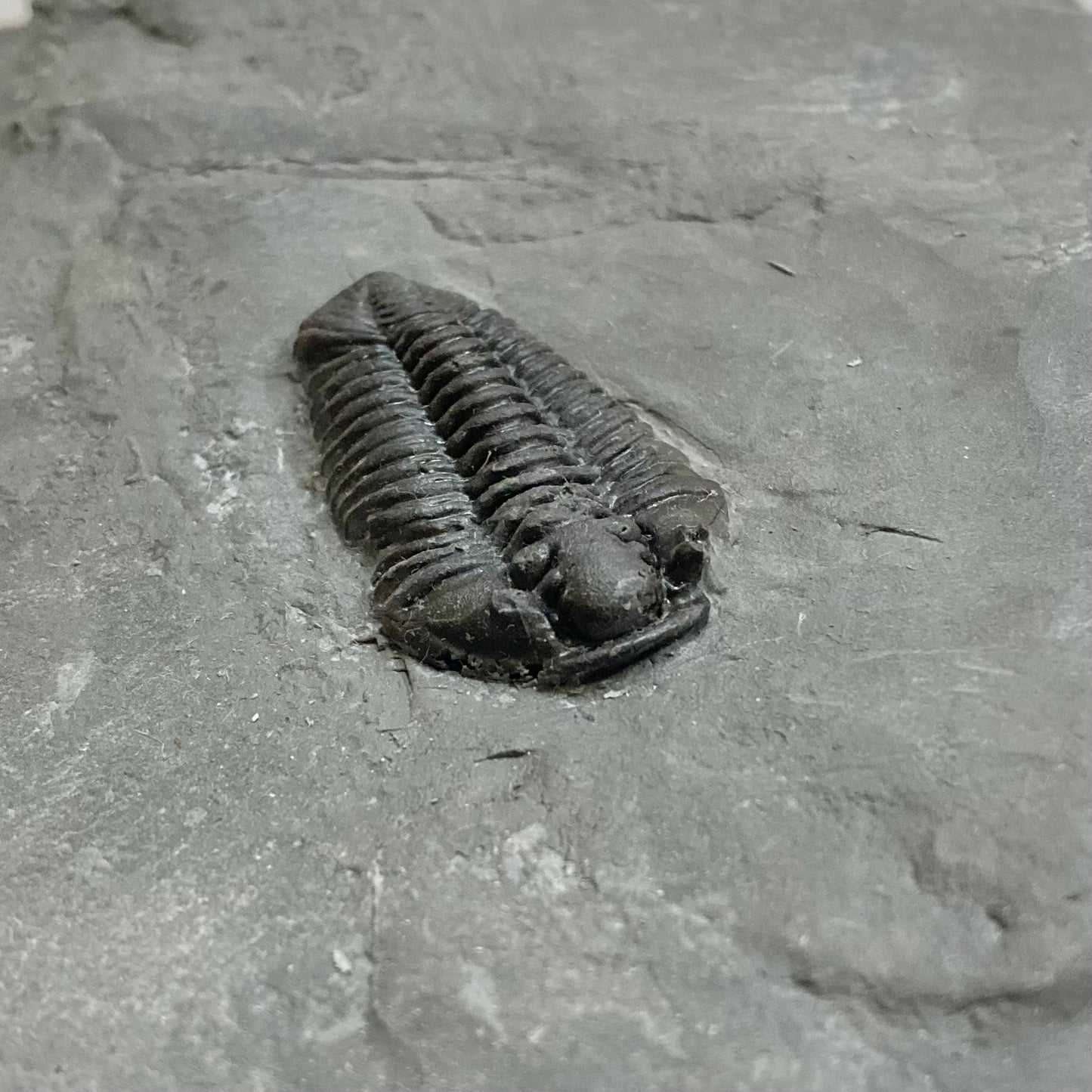 Calymene niagarensis Trilobite