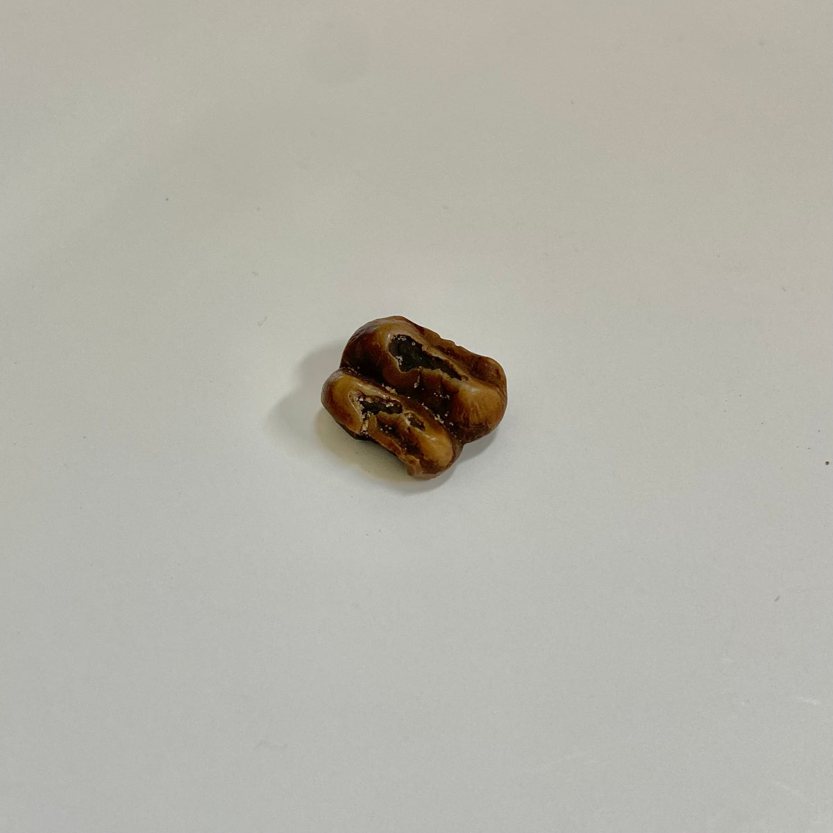 Manatee Tooth