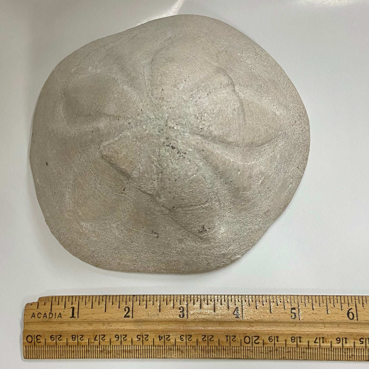 Clypeaster Sea Urchin