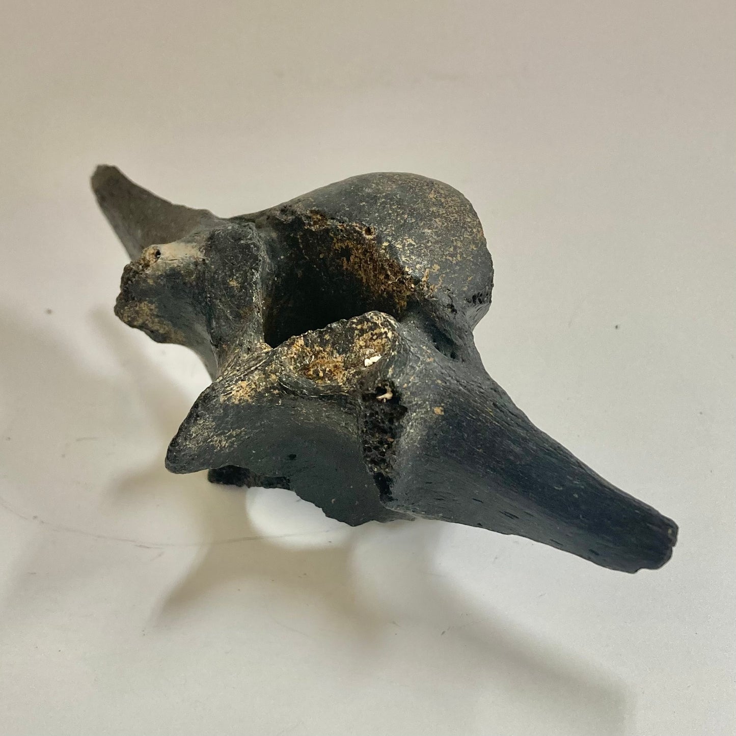 Horse Vertebra