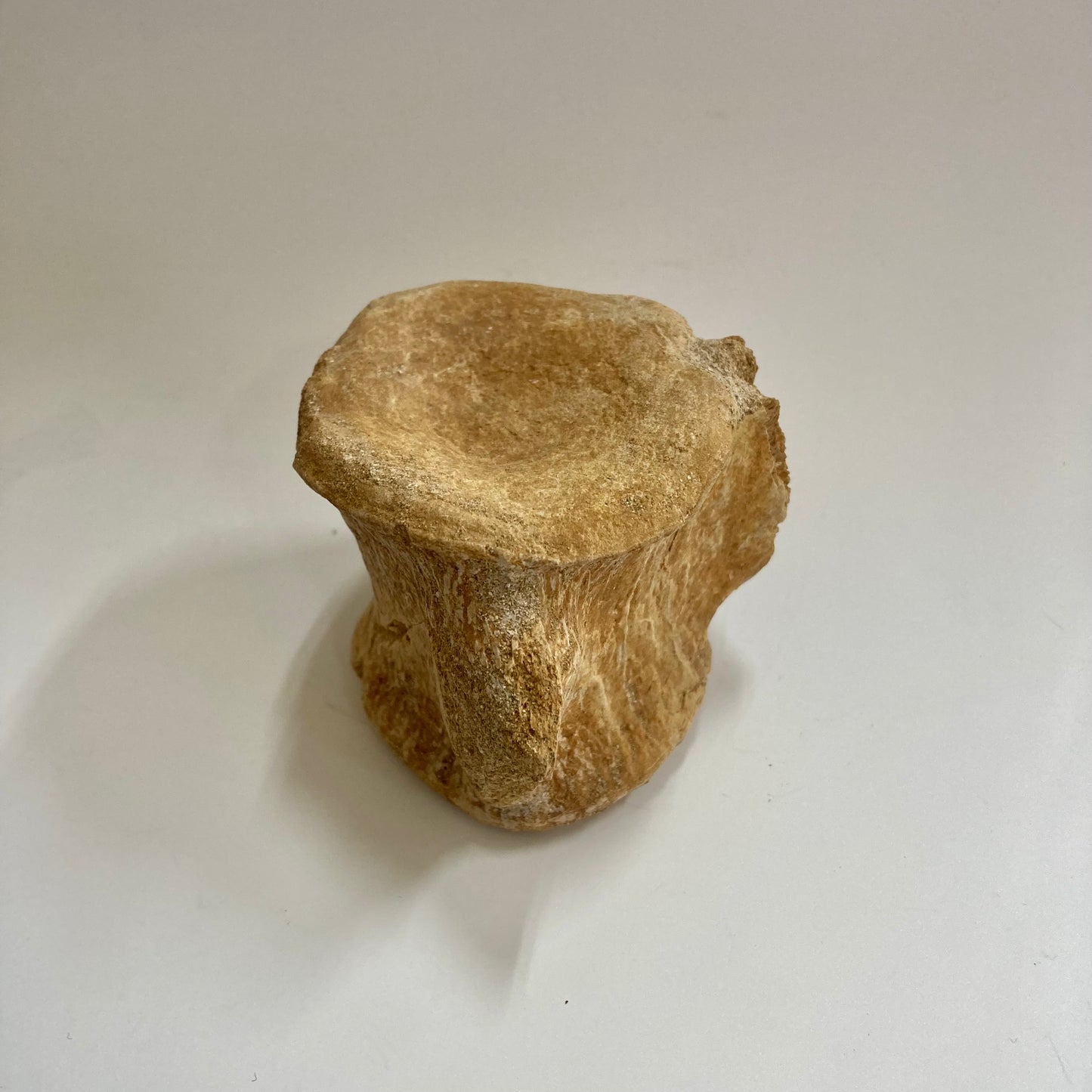 Plesiosaur Vertebra