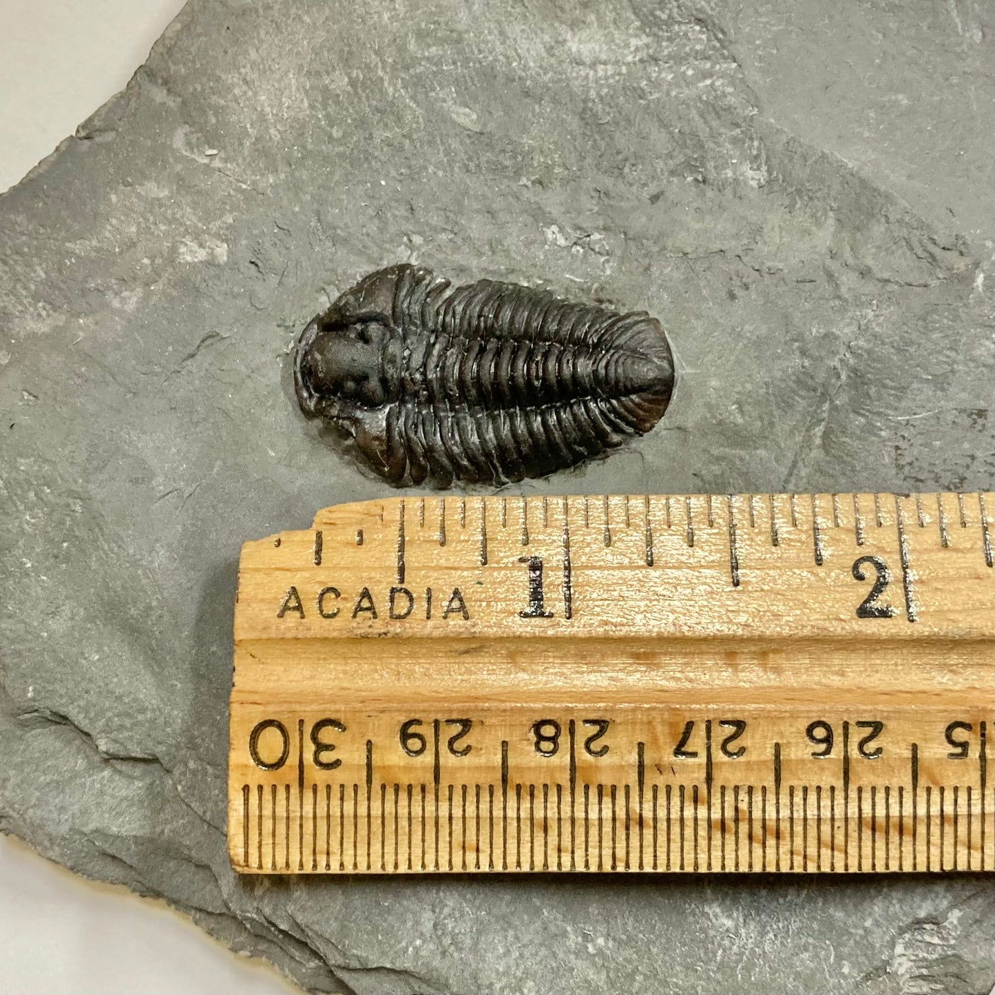 Calymene niagarensis Trilobite