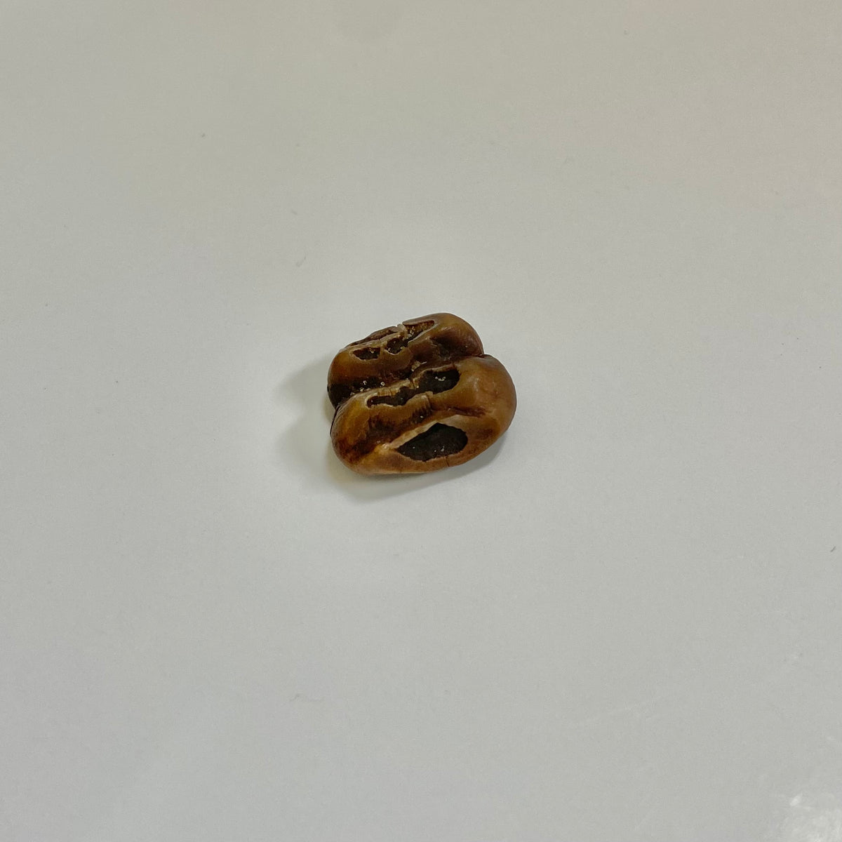 Manatee Tooth