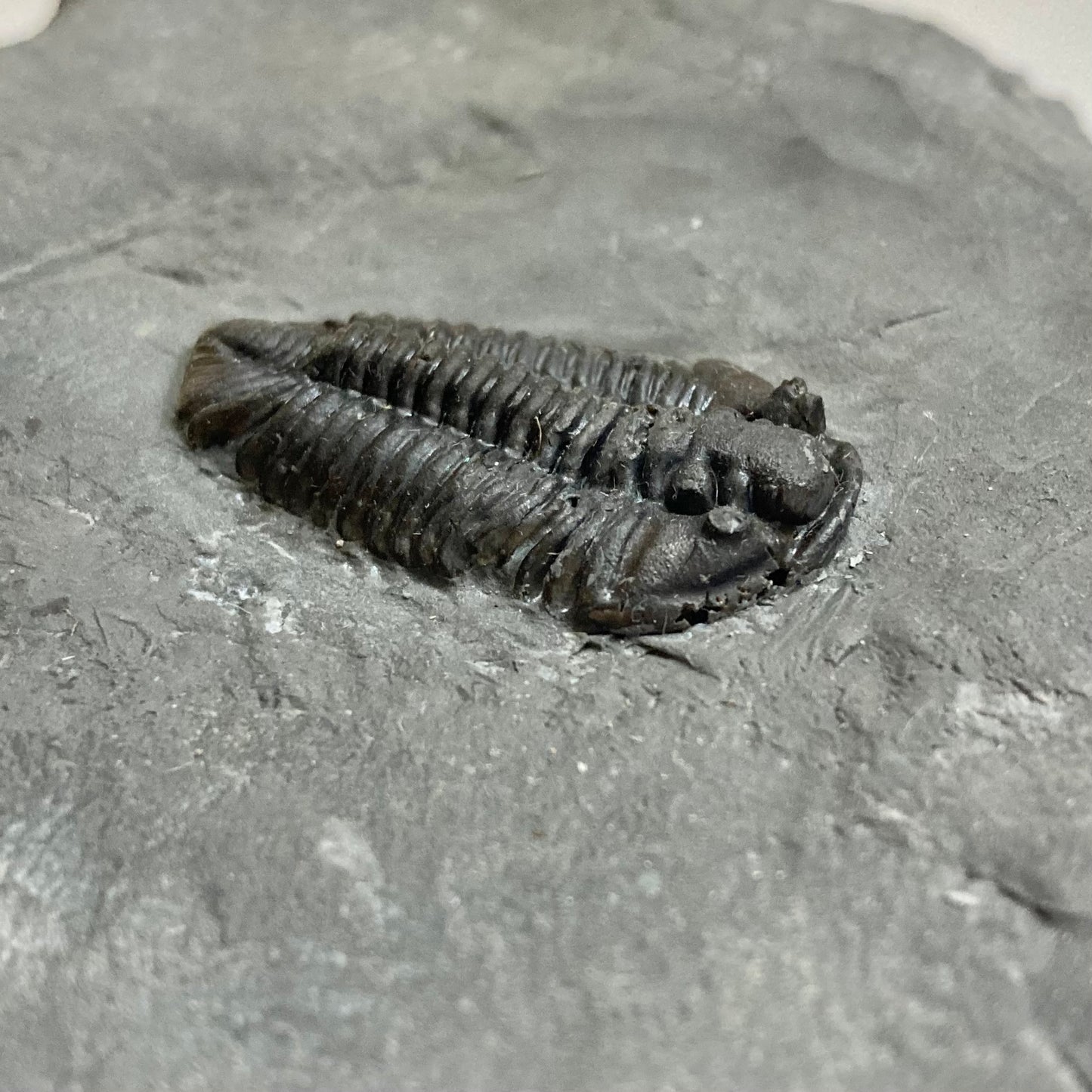 Calymene niagarensis Trilobite