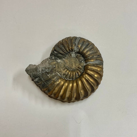 Pyritized Pleuroceras Ammonite