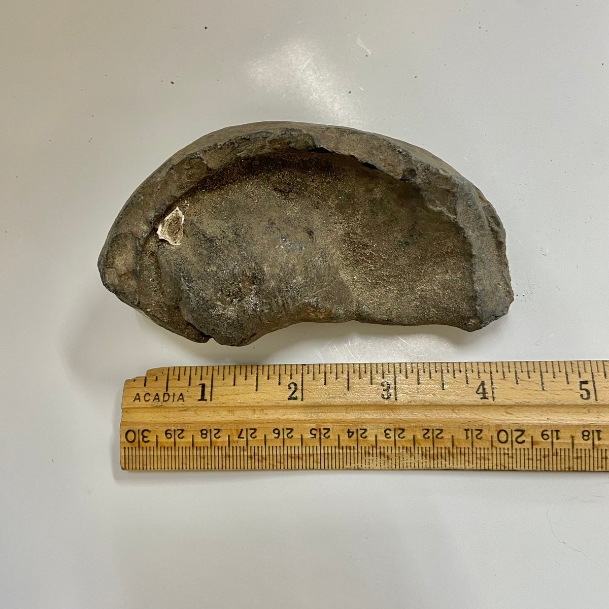 Whale Ear Bone
