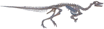 Thescelosaurus Metatarsal Toe Bone