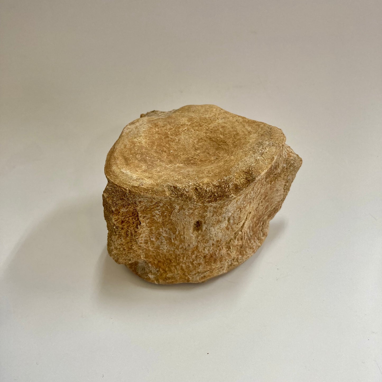 Plesiosaur Vertebra