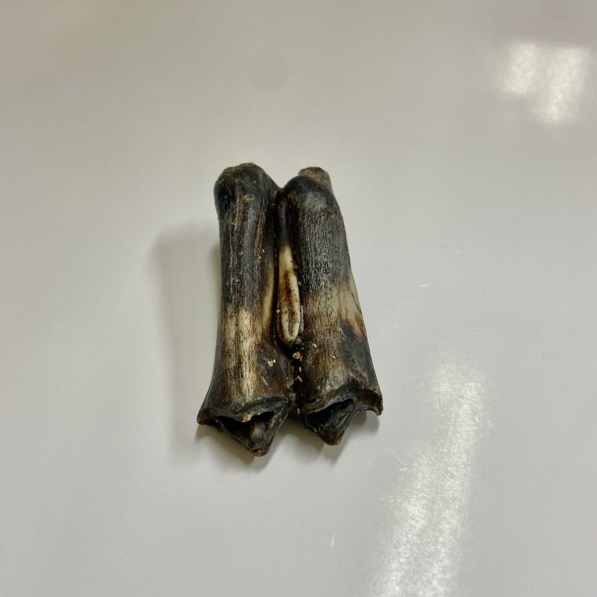 Bison Tooth