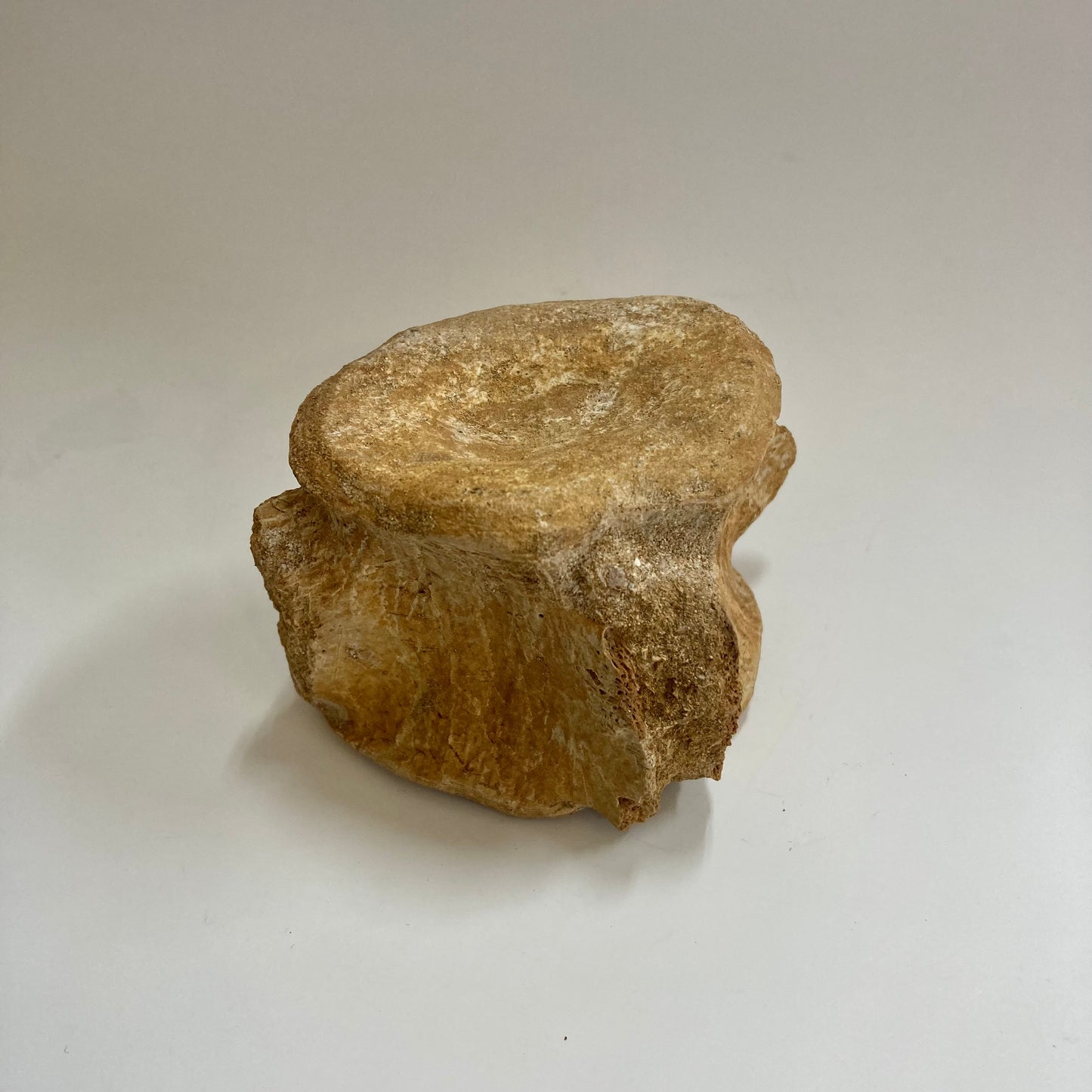 Plesiosaur Vertebra