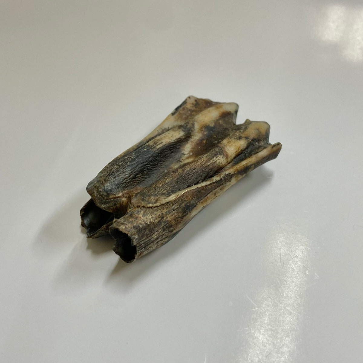 Bison Tooth