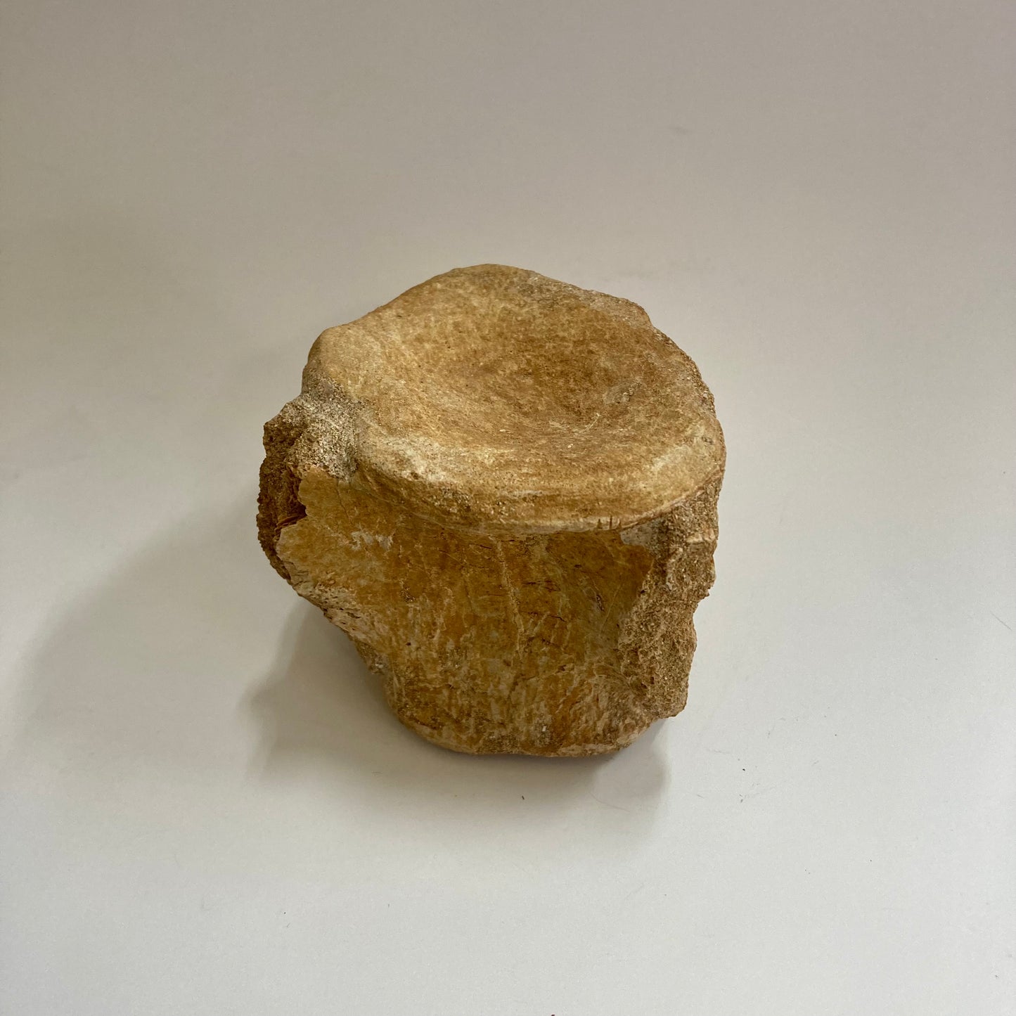 Plesiosaur Vertebra