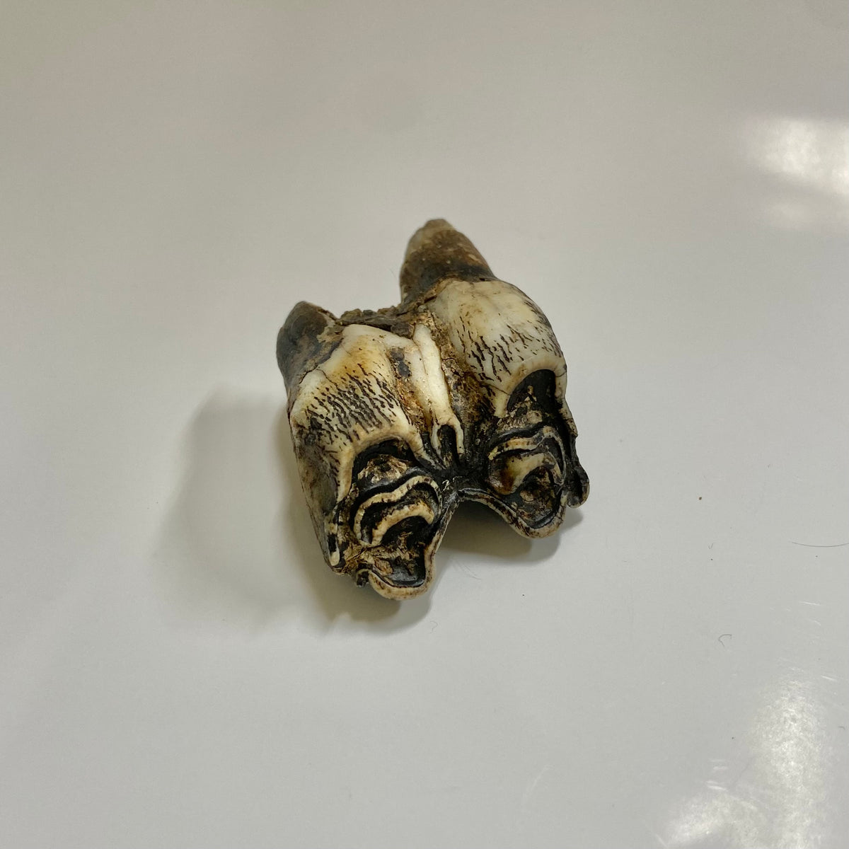 Bison Tooth