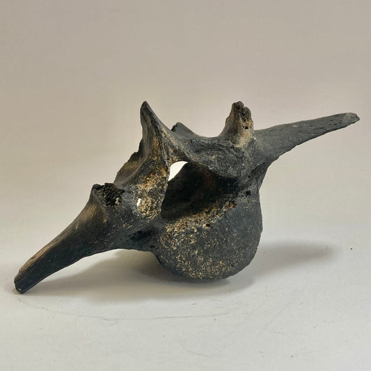 Horse Vertebra