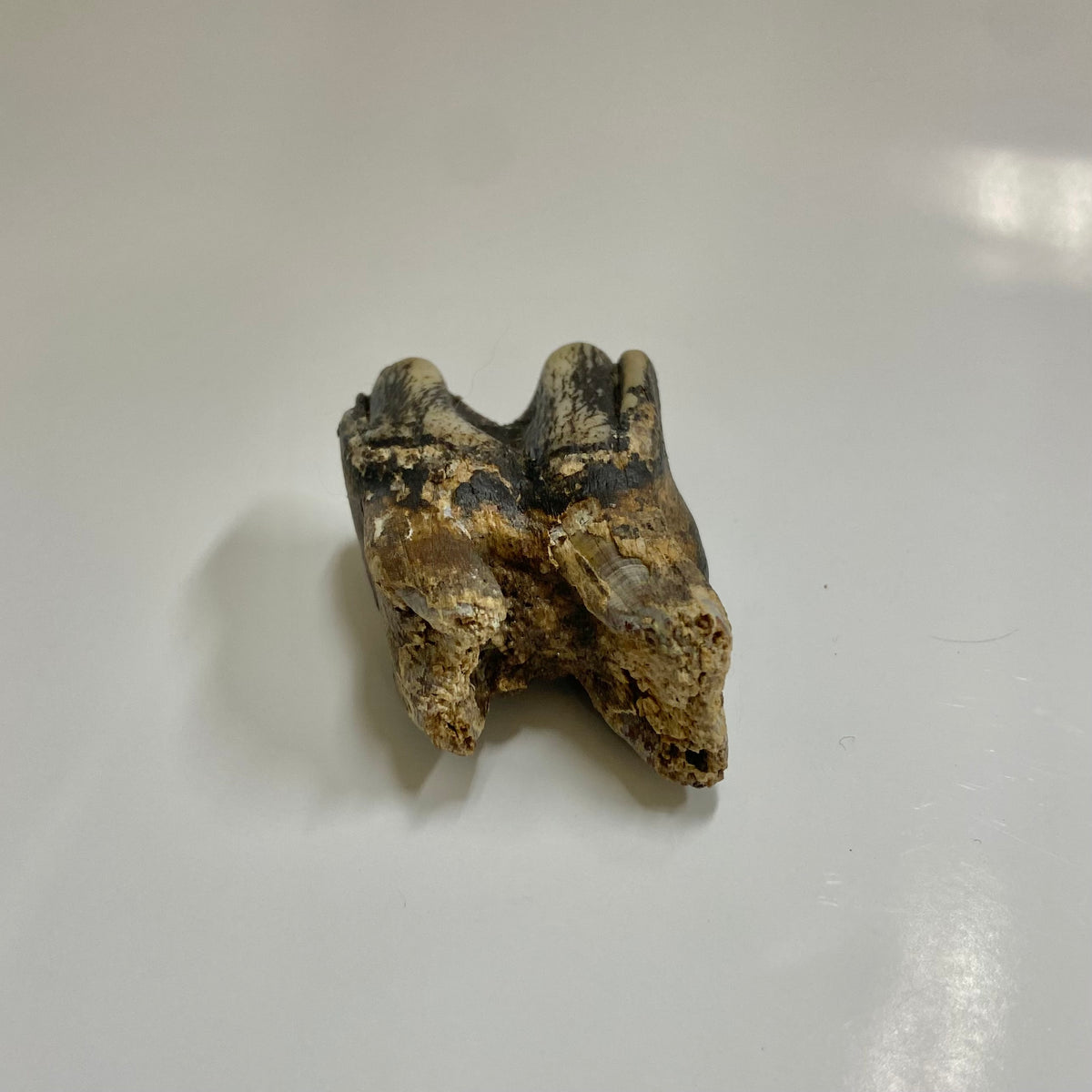 Bison Tooth