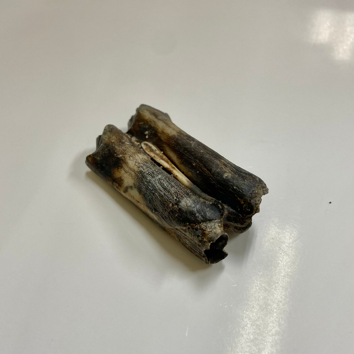 Bison Tooth