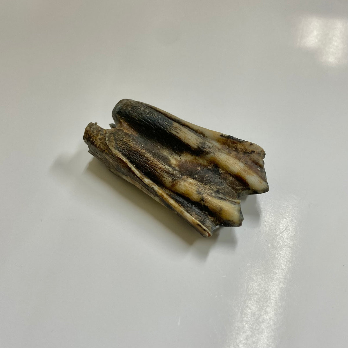 Bison Tooth