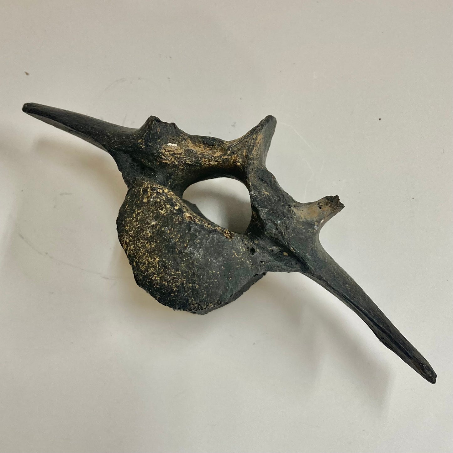 Horse Vertebra