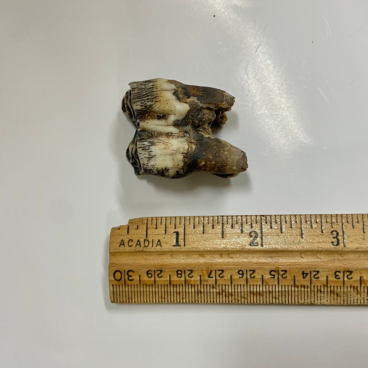 Bison Tooth