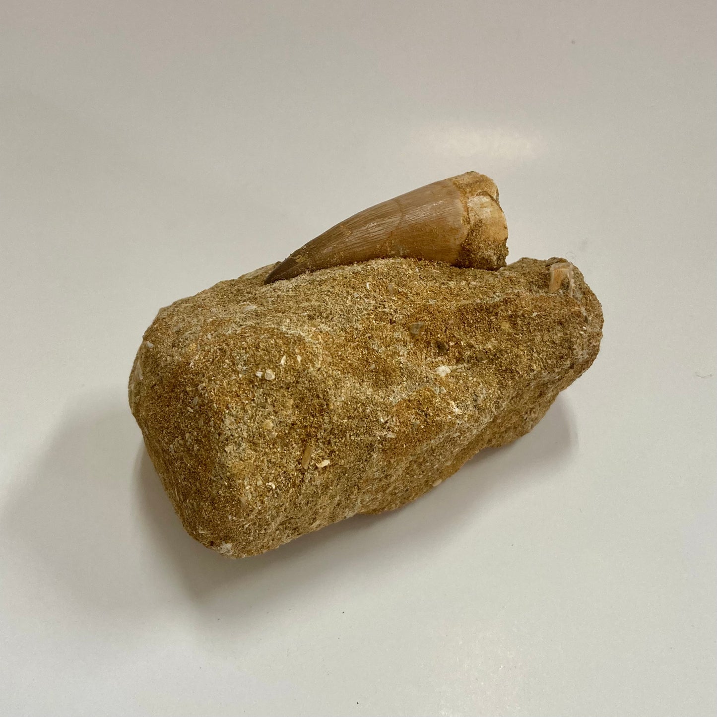 Mosasaur Tooth