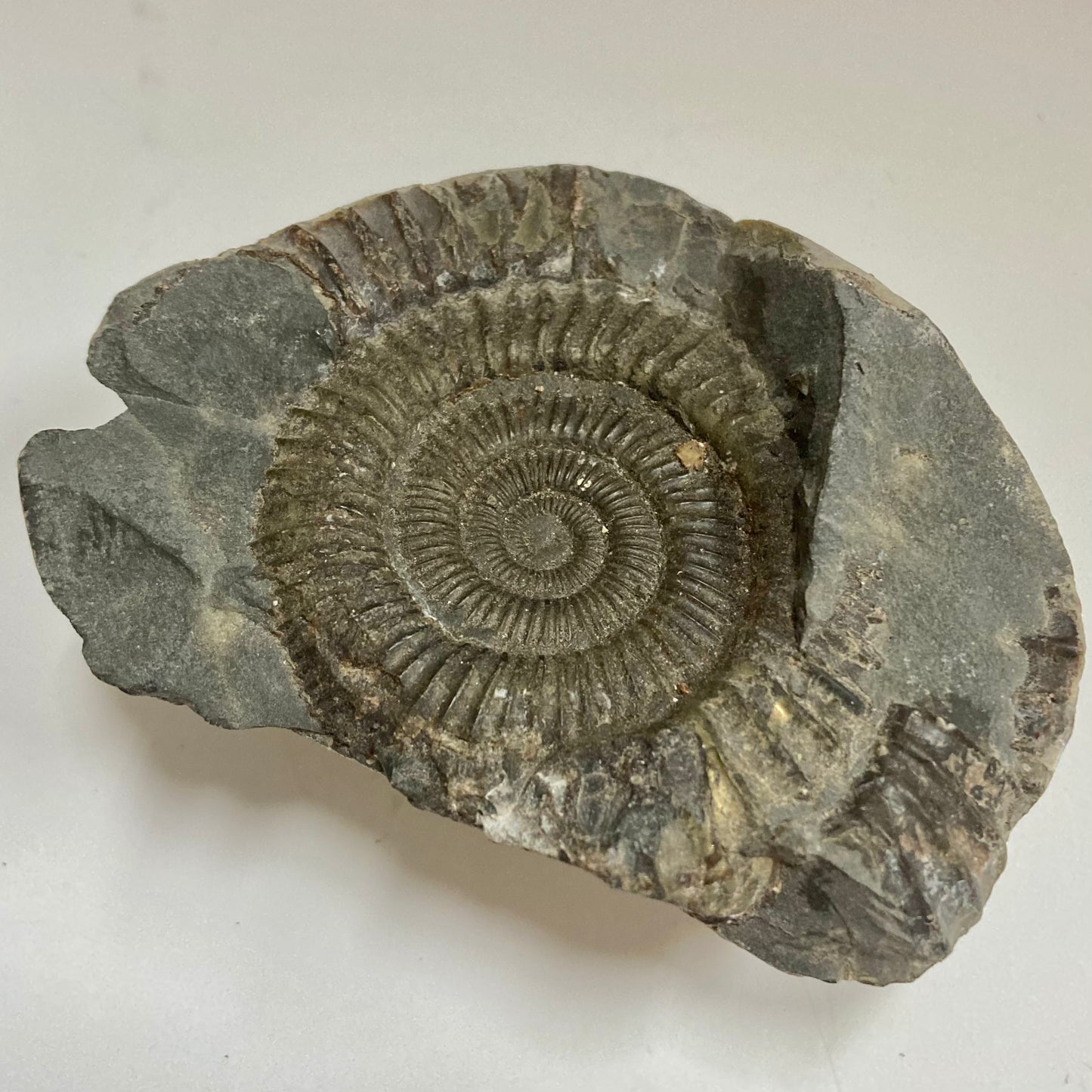 Ammonite - Dactylioceras sp.