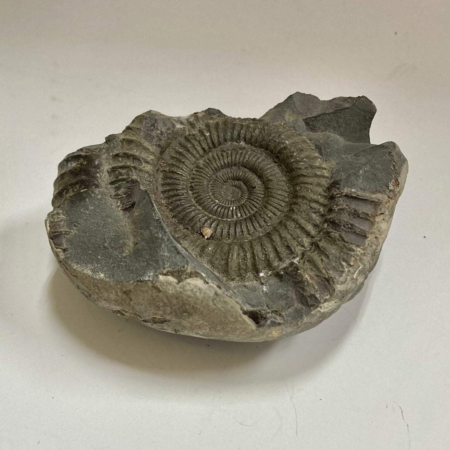 Ammonite - Dactylioceras sp.