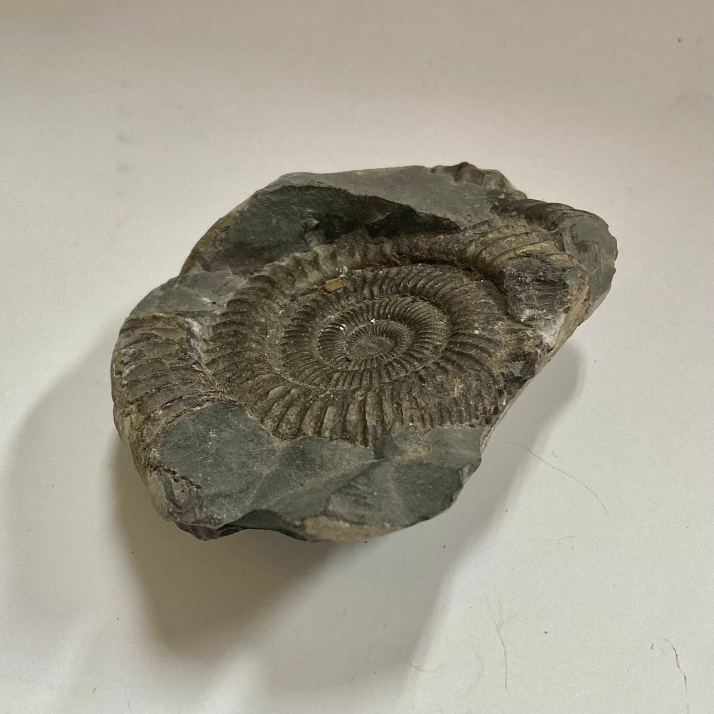 Ammonite - Dactylioceras sp.