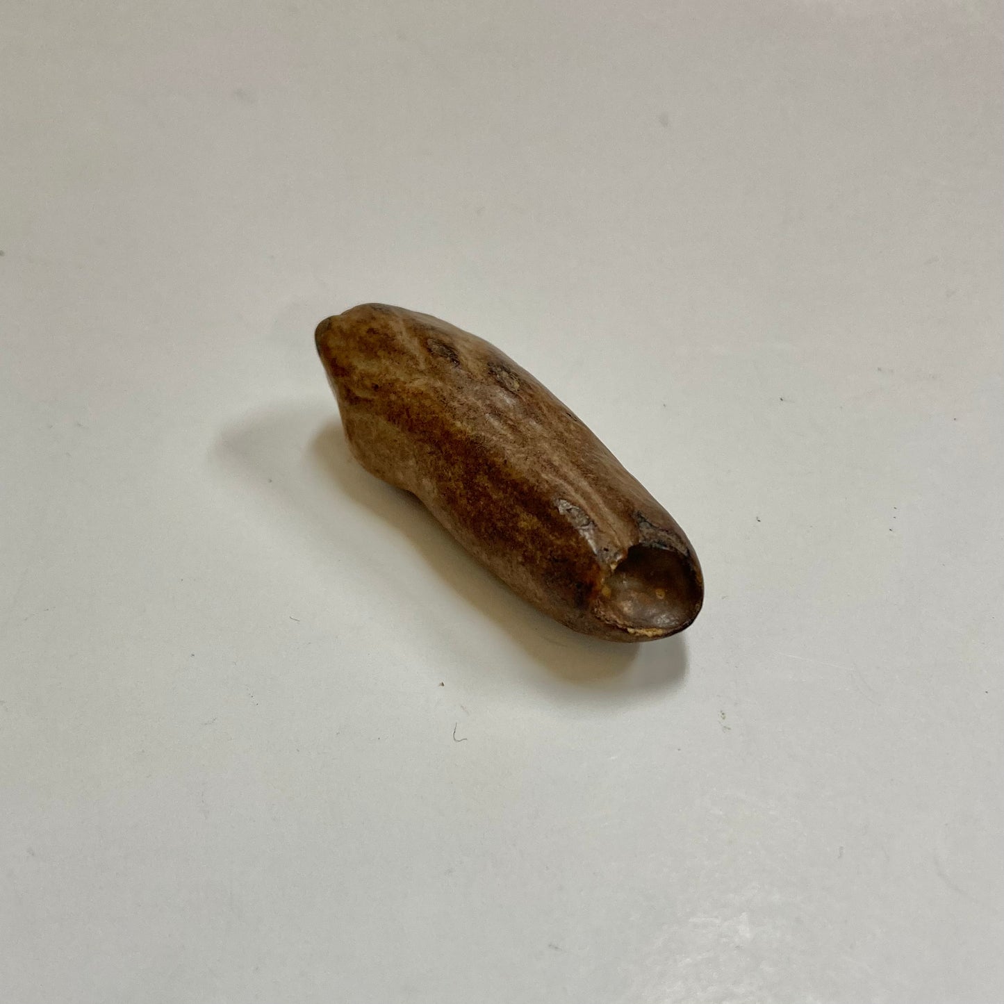 Fossil Beluga Whale Tooth