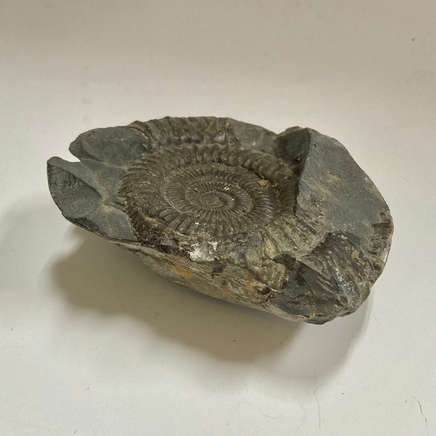 Ammonite - Dactylioceras sp.