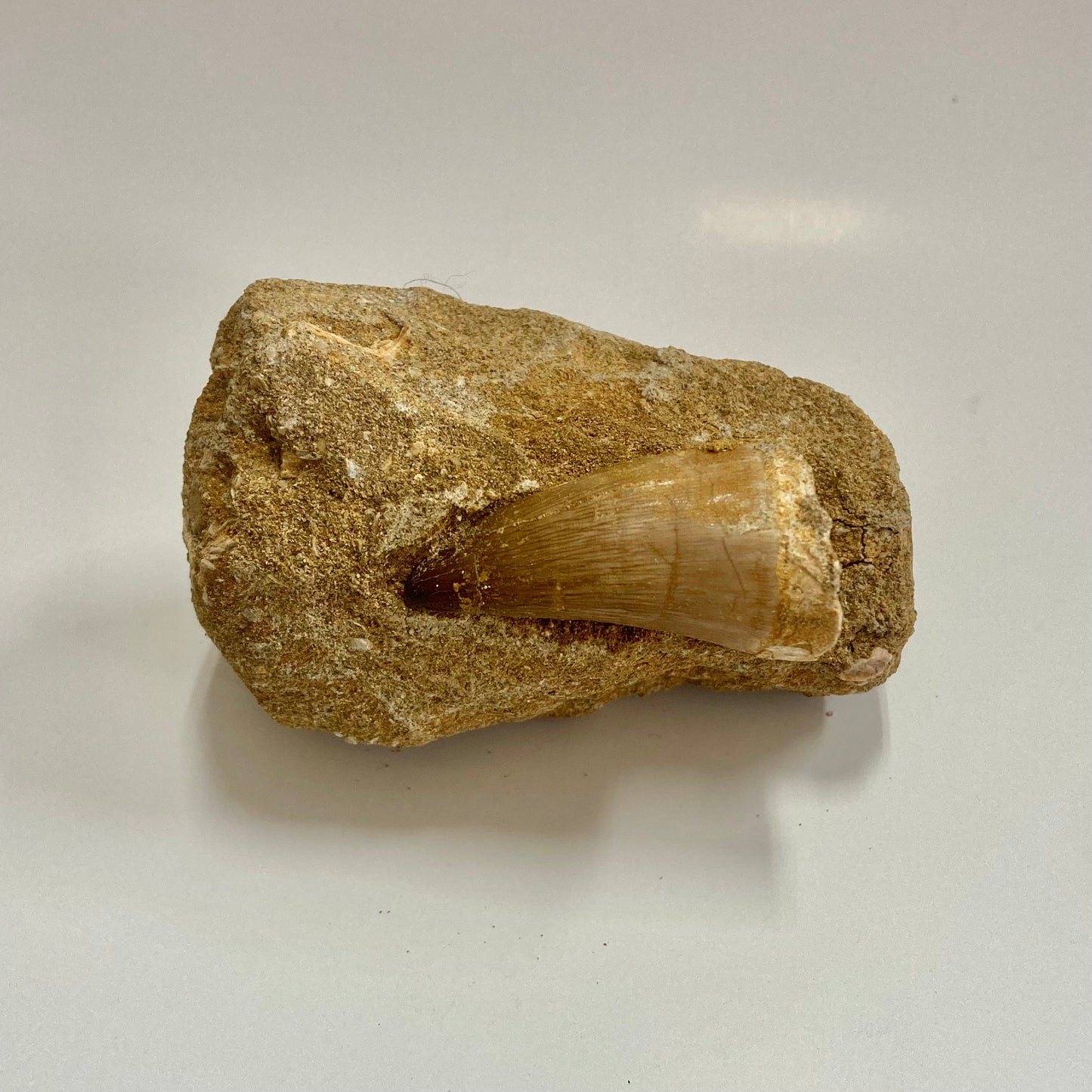 Mosasaur Tooth