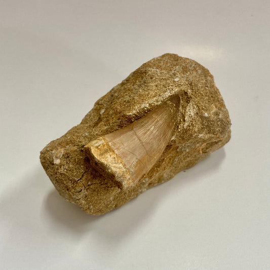 Mosasaur Tooth