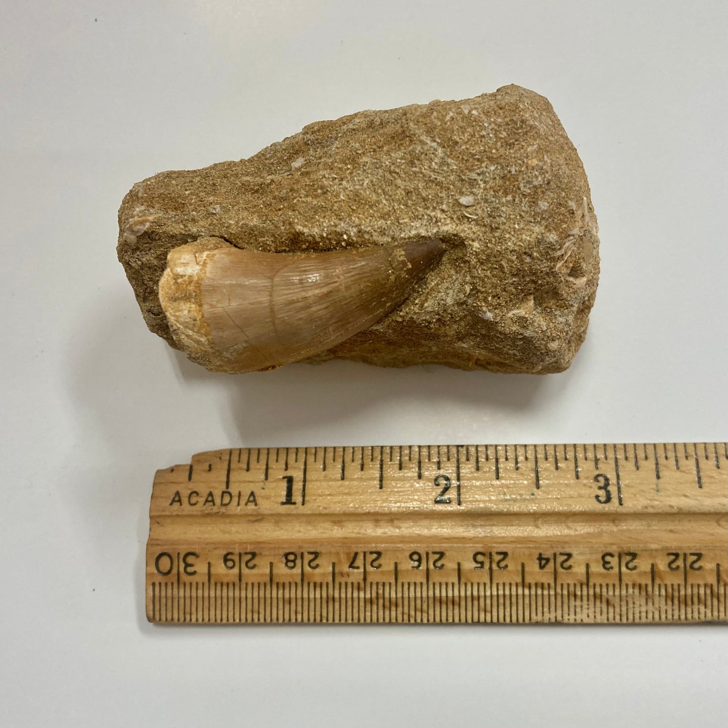 Mosasaur Tooth