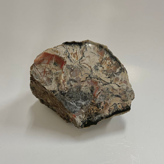 Dinosaur Coprolite