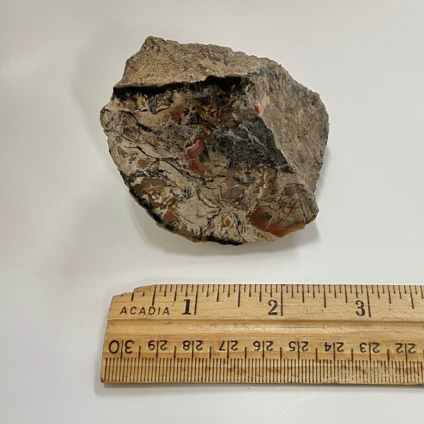 Dinosaur Coprolite