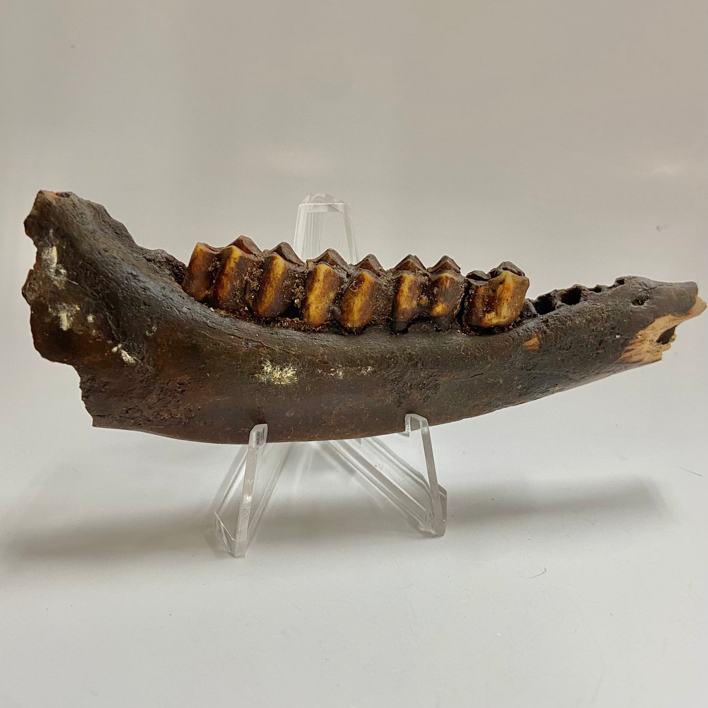 Pleistocene Deer Jaw