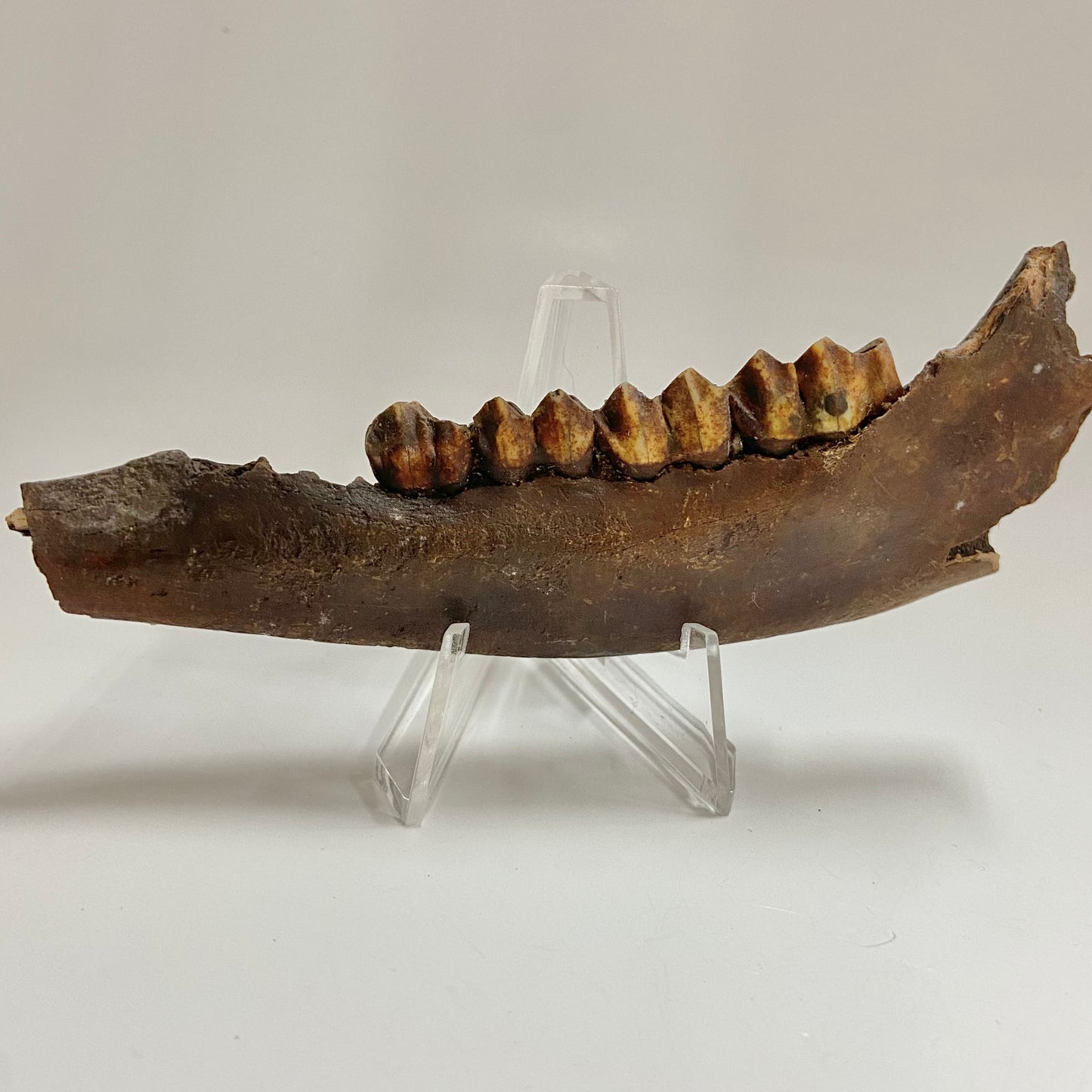 Pleistocene Deer Jaw