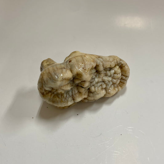 Cave Bear Molar Tooth