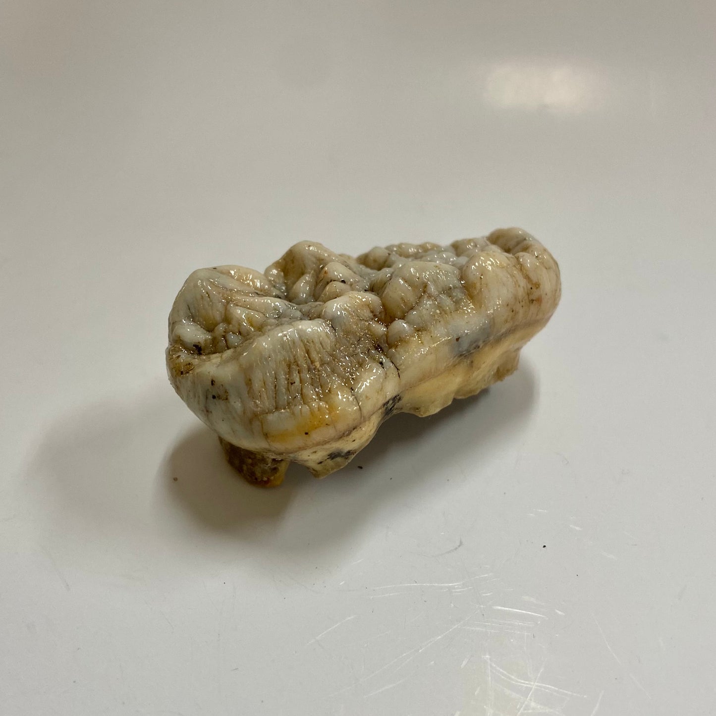 Cave Bear Molar Tooth