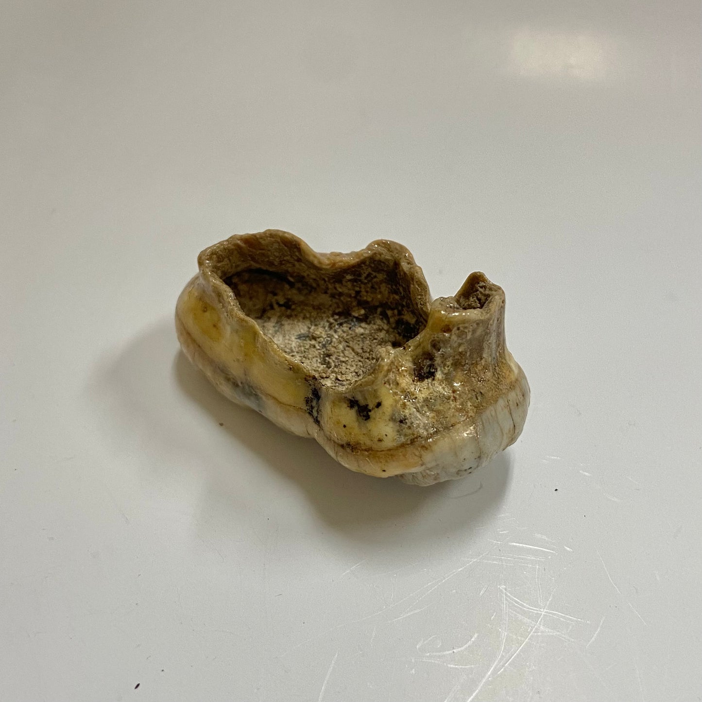 Cave Bear Molar Tooth