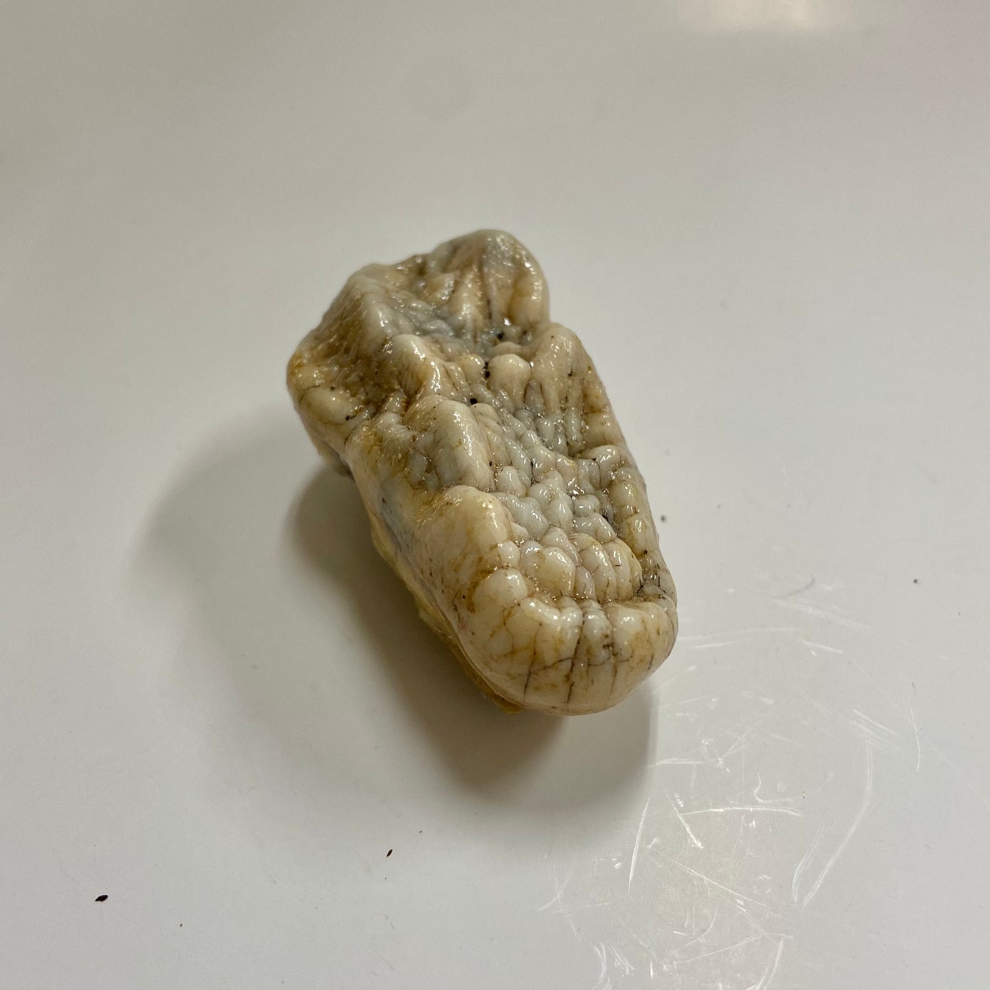 Cave Bear Molar Tooth