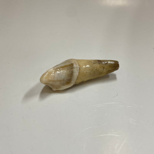 Cave Bear Incisor Tooth
