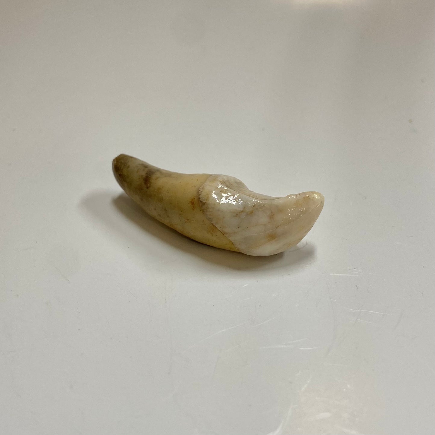 Cave Bear Incisor Tooth