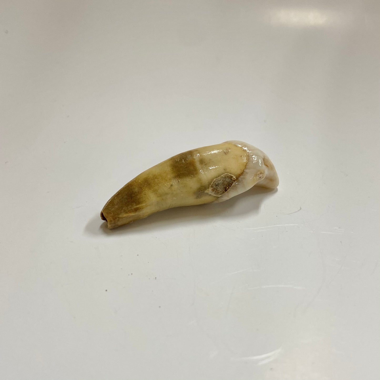 Cave Bear Incisor Tooth