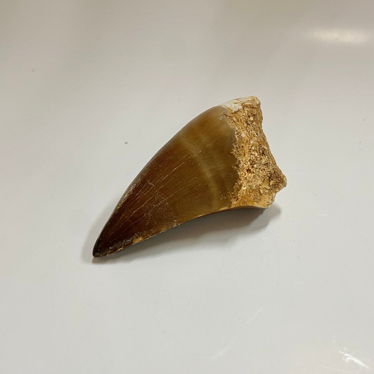 Mosasaur Tooth