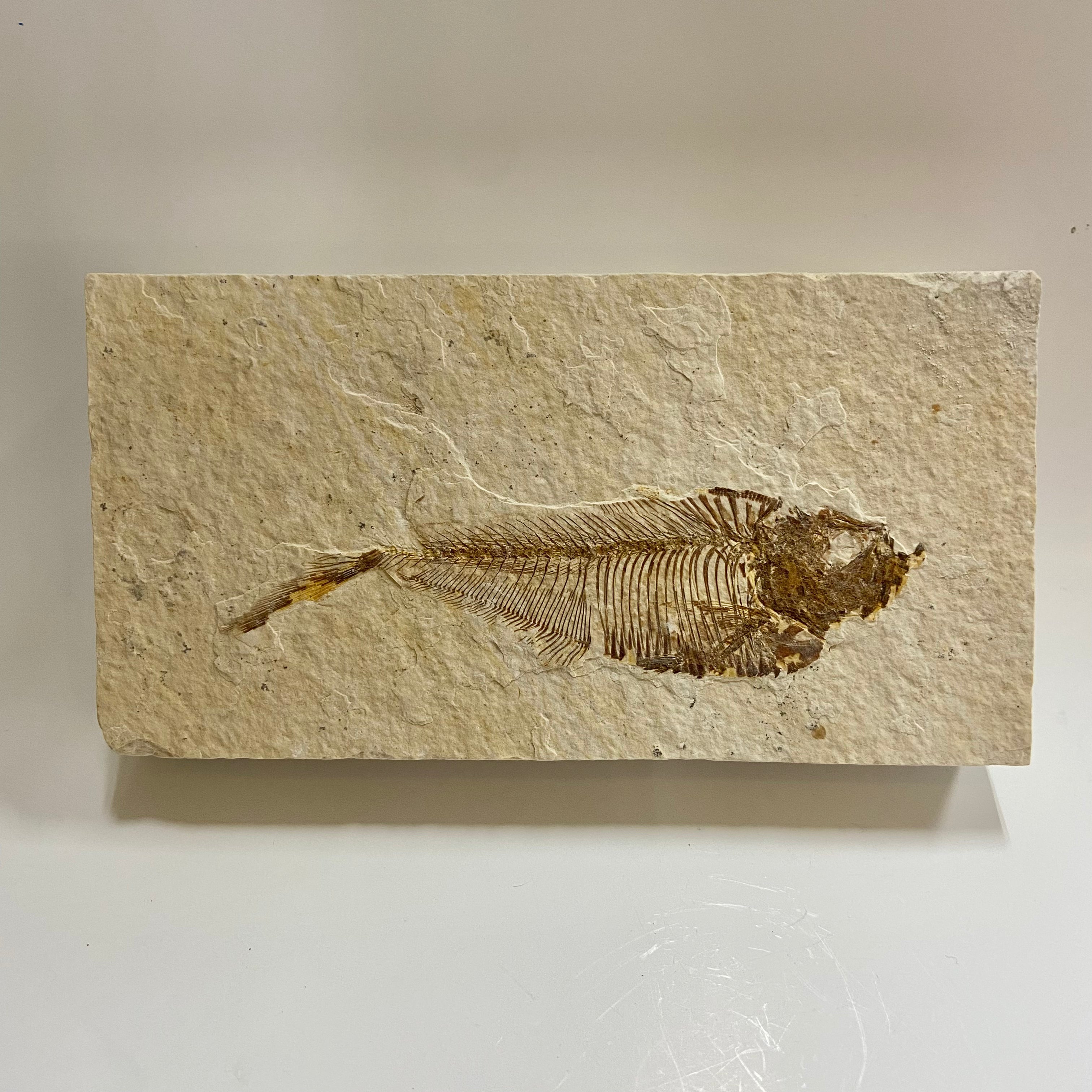Diplomystus – Past & Present Science and Nature Store