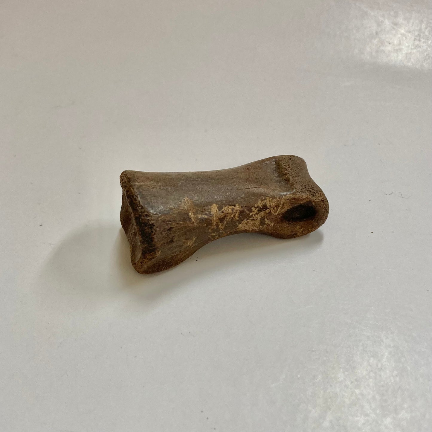 Struthiomimus Finger Bone