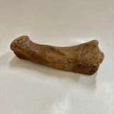 Thescelosaurus Metatarsal Toe Bone