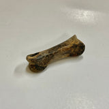 Struthiomimus Metatarsal Toe Bone